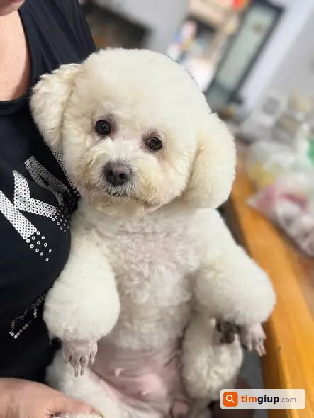 Tìm chó cái tên Bông lạc tại phố Tứ Liên, Tây Hồ Hà Nội