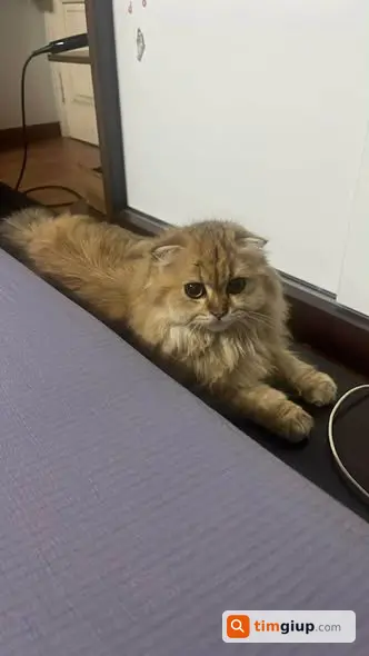 Ảnh 4