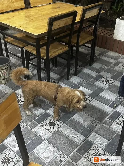 Tìm chủ nhân của vật nuôi đi lạc tại 19 Hàm Nghi