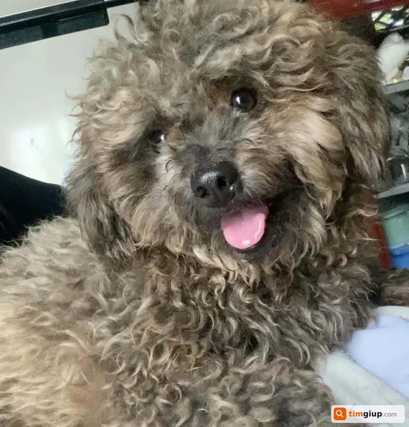 Tìm chó lạc tên MiLi tại Phường Núi Sam, Châu Đốc, An Giang