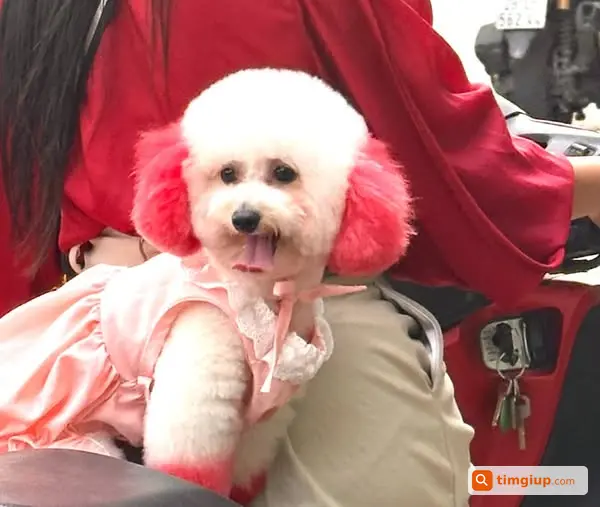 Tìm Chó Poodle Trắng Tên Dolla Lạc Tại Ngọc Hồi, Thanh Trì