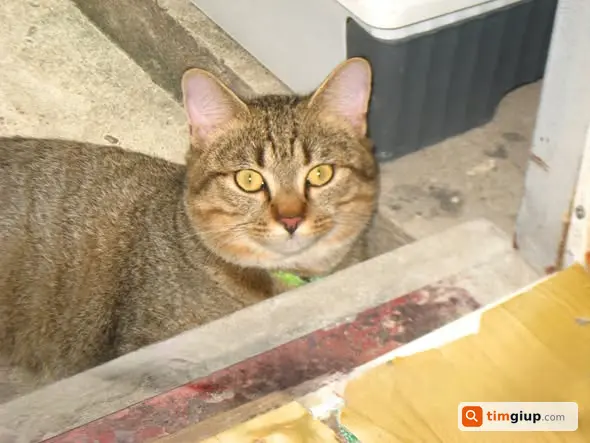 Tìm Mèo Thất Lạc Gạo Đeo Vòng Cổ Xanh Tại Hoàng Đạo Thành
