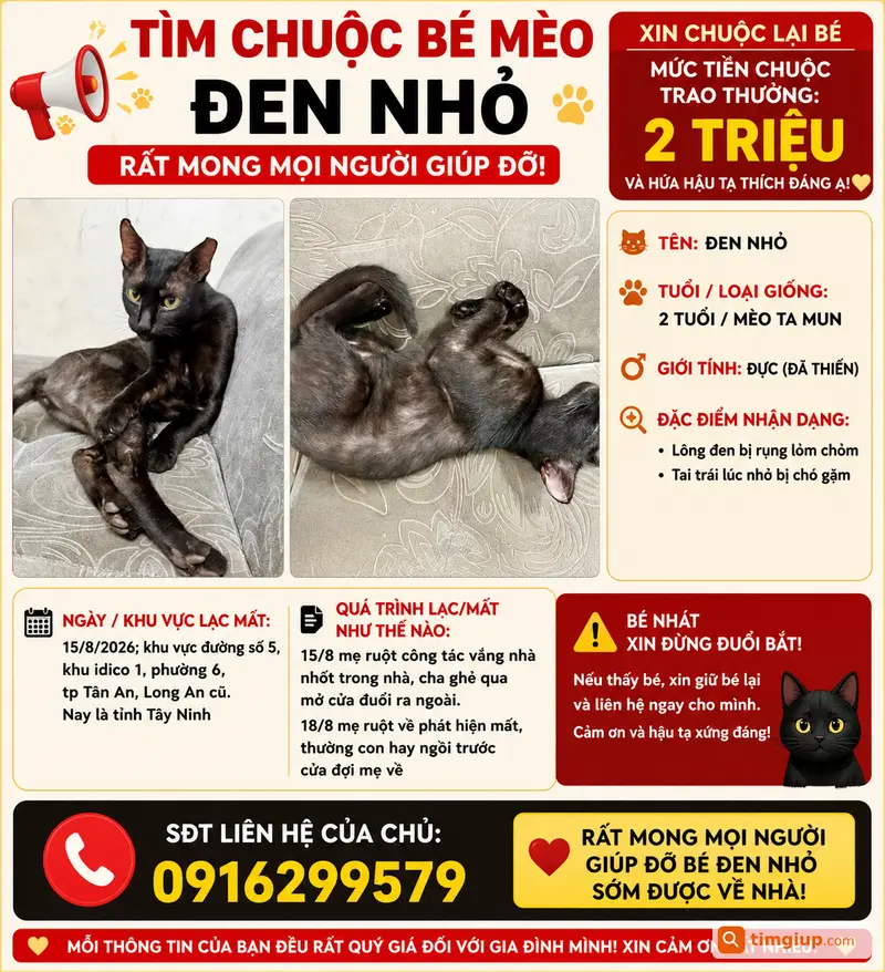 Mèo Mun Đen Nhỏ Lạc Tại Khu Idico 1, Tân An