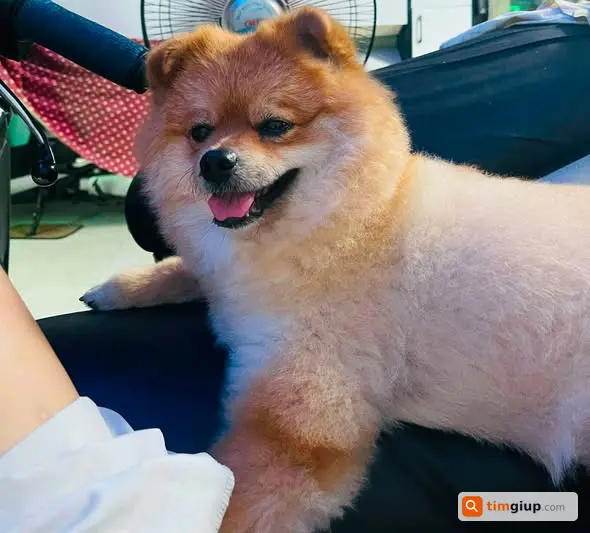 Tìm Chó Phốc Sóc Đực Lông Vàng Thất Lạc Đường Phạm Văn Chí