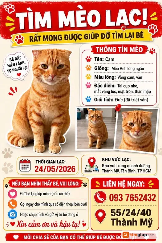 Tìm mèo thất lạc khu vực đường Thành Mỹ, quận Tân Bình