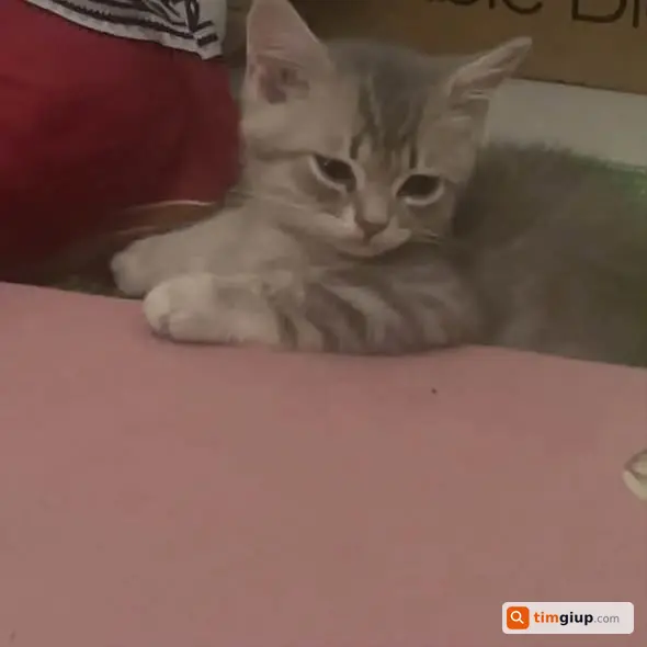 Tìm Mèo Aln Xám Tabby Tên Bơ Thất Lạc Khu Vực Cầu Trắng - Văn Quán