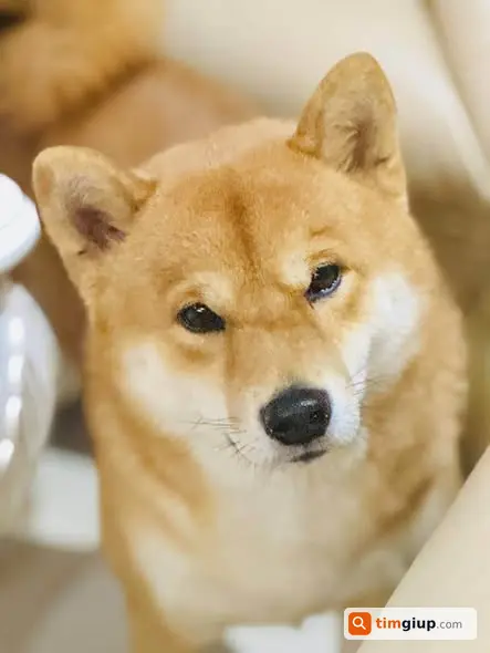 Tìm Chó Thất Lạc Shiba Paddy Khu Vực Tây Hồ, Quảng Bá, Hà Nội