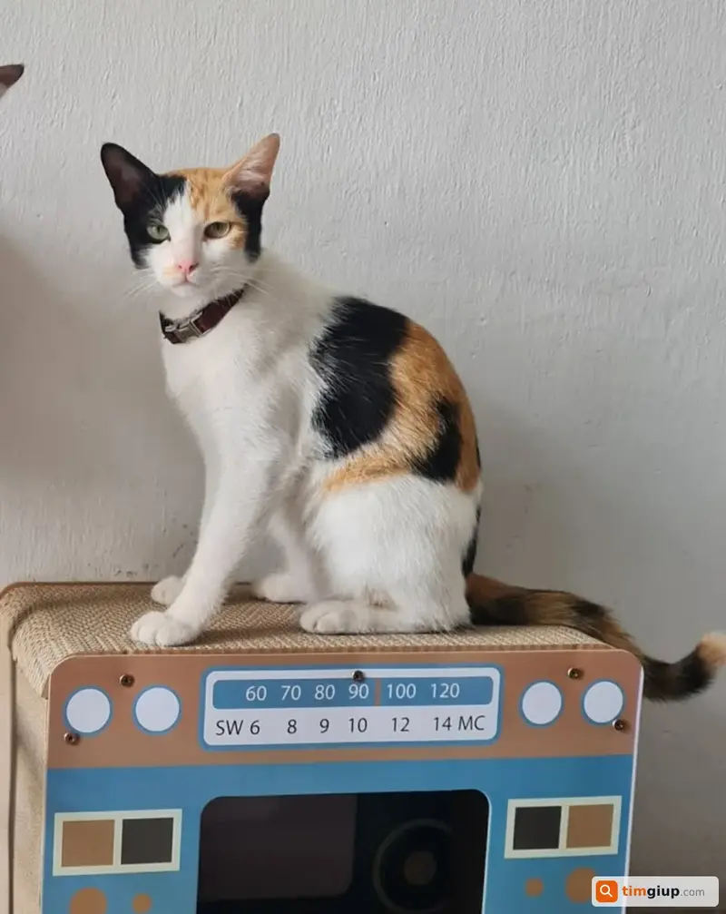 Tìm mèo tam thể tên Miu thất lạc tại Quận 6, TP.HCM