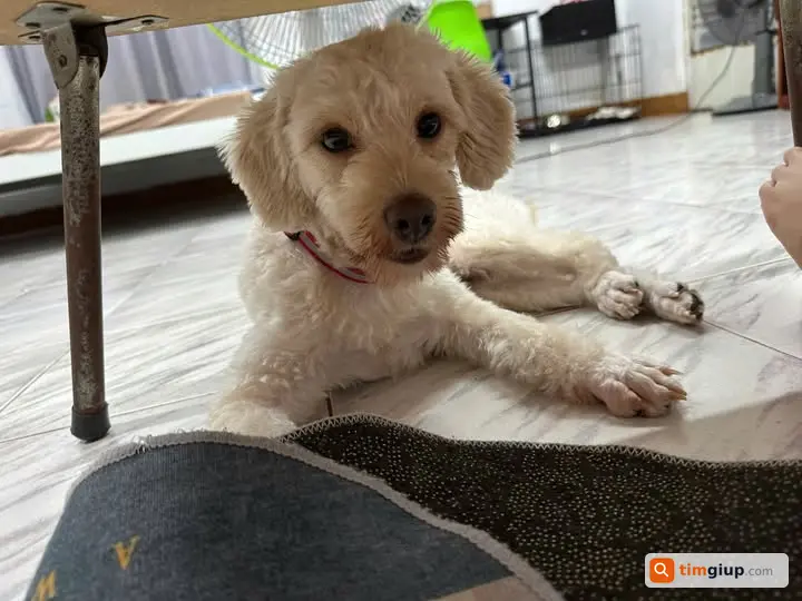 Tìm Chó Poodle Lai Màu Kem Trắng Lạc Tại Lam Sơn, Tân Bình