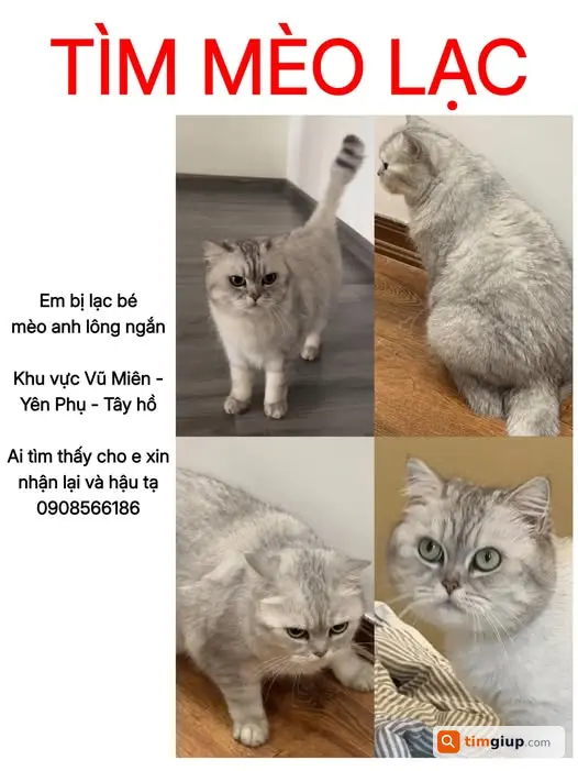 Tìm mèo Anh lông ngắn lạc tại khu vực Vũ Miên - Yên Phụ