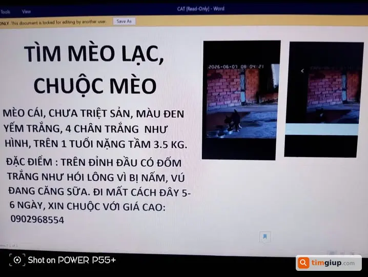 Tìm Chó-Mèo Thất Lạc Bé Ở Phường Thạnh Xuân, Quận 12
