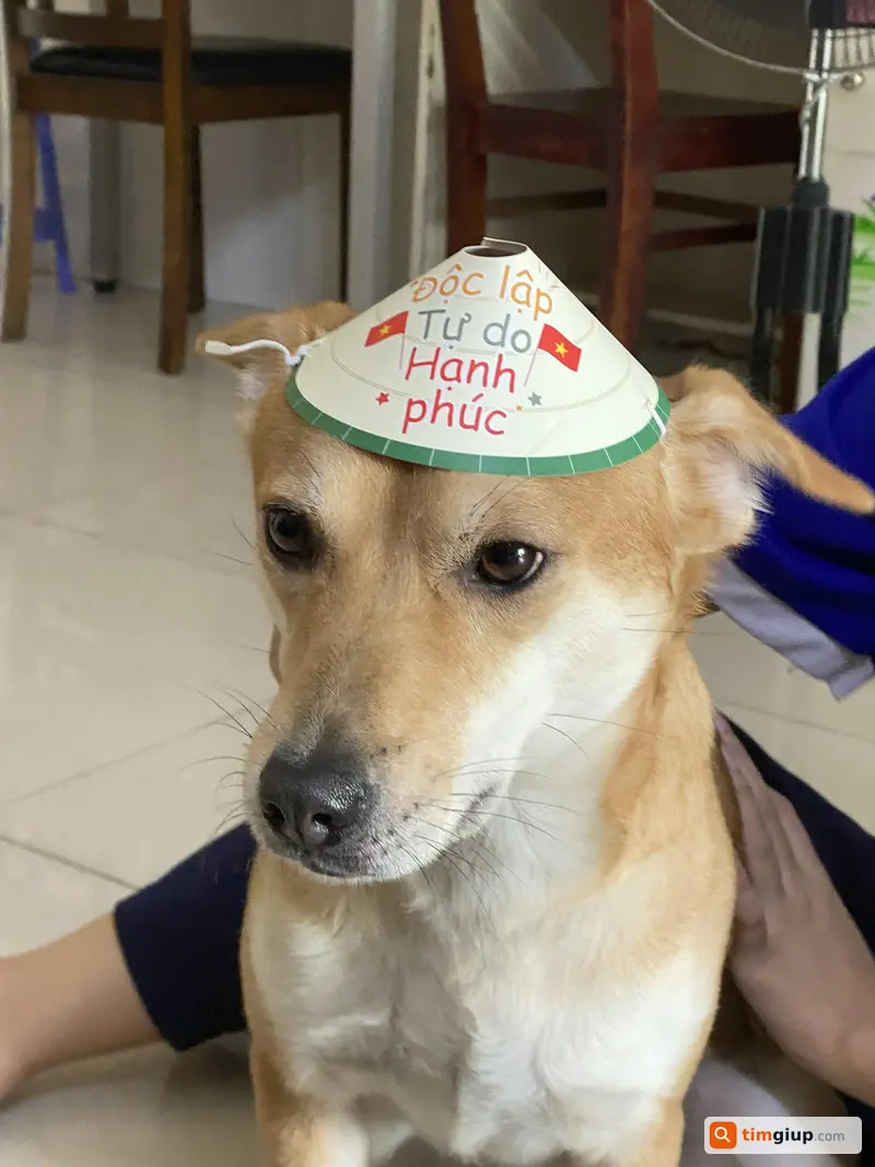 Tìm chó ta đực màu vàng tên Mít lạc ở Tân Phú TP.HCM