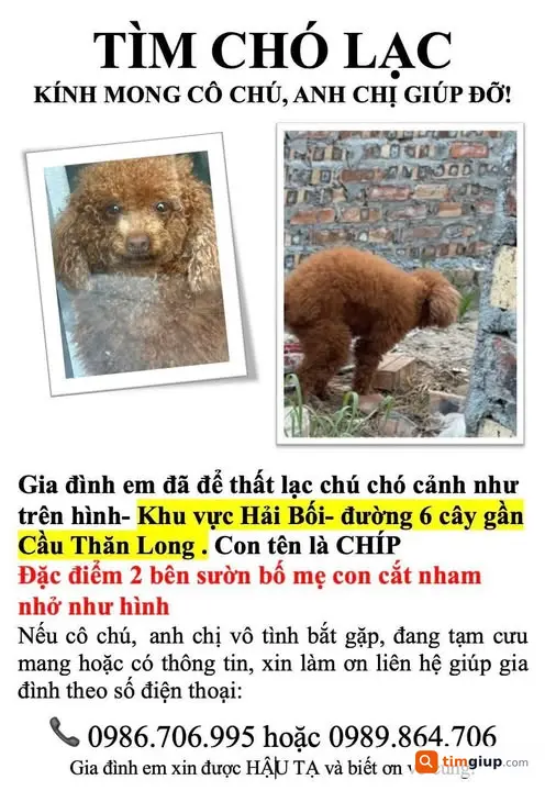 Tìm Chó Poodle Cái Màu Nâu Thất Lạc Gần Cầu Thăng Long