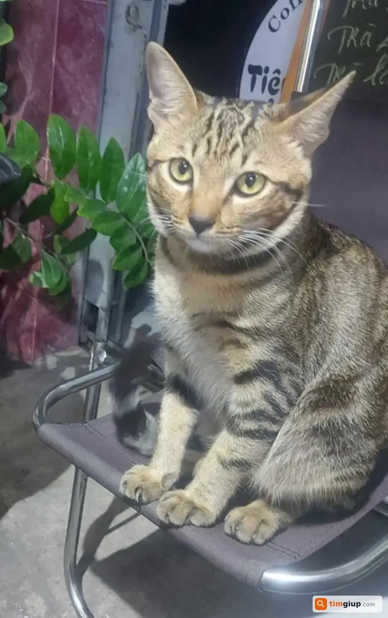 Tìm mèo mướp vằn tên Hổ bị mất tại Quận Bình Thạnh, TP.HCM