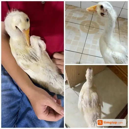 Vịt Nhỏ Lê Quạc Đi Lạc Tại Bùi Xương Trạch, Hà Nội
