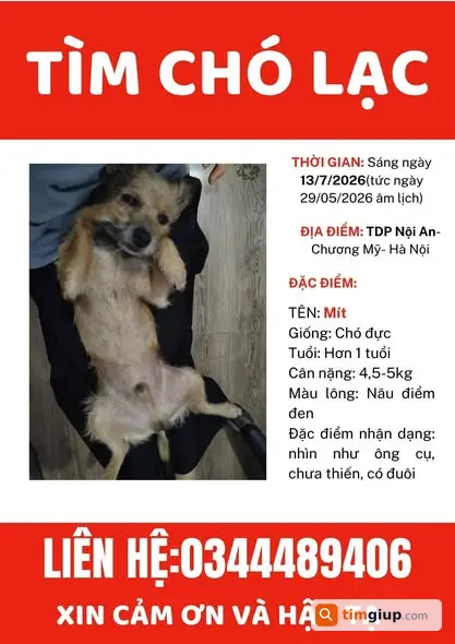 Tìm Chó Lông Điểm Đen Thất Lạc Tại Xóm Nội, Chương Mỹ