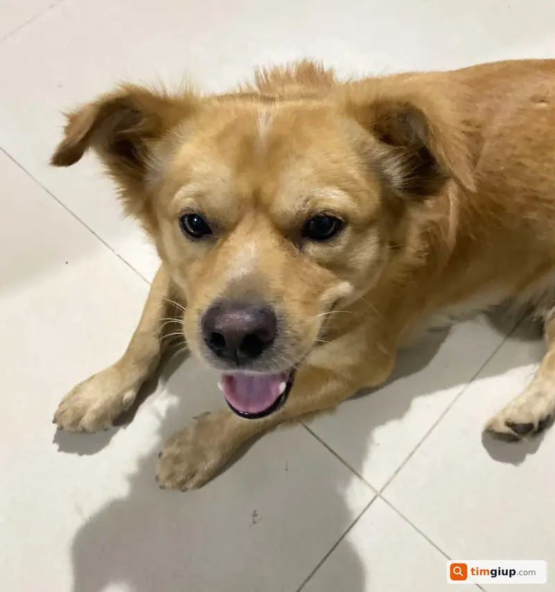 Tìm chó cỏ vàng tên ĐôLa lạc tại Châu Thành An Giang