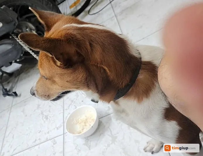 Tìm chó lai Phú Quốc tên Nâu bị lạc tại Quận Tân Bình, TP.HCM