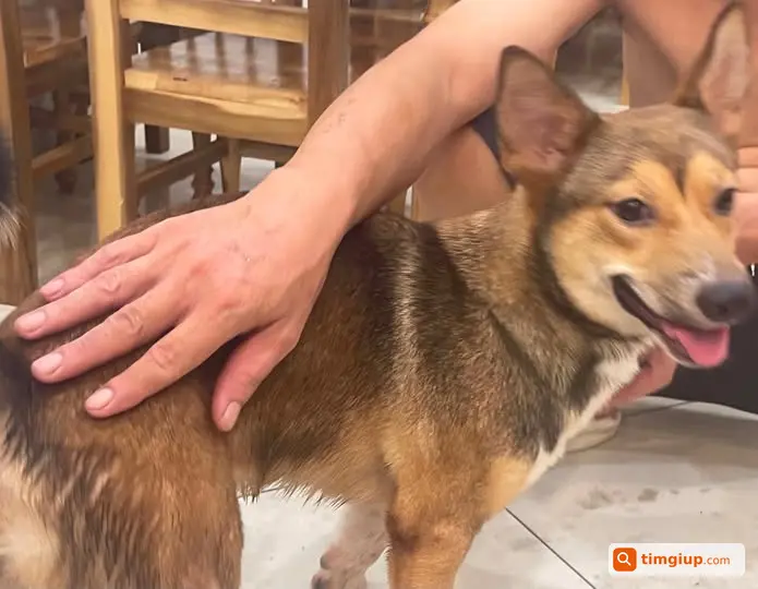 Nhặt Được Thú Cưng Chạy Vào Nhà Tại Minh Khai, Hà Nội
