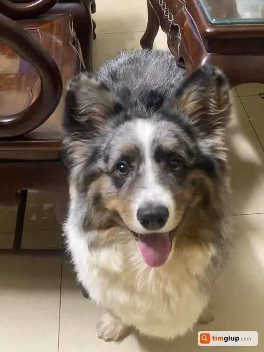 Tìm Chó Corgi Cardigan Đực 4 Màu Thất Lạc Tại Hồ Ba Mẫu