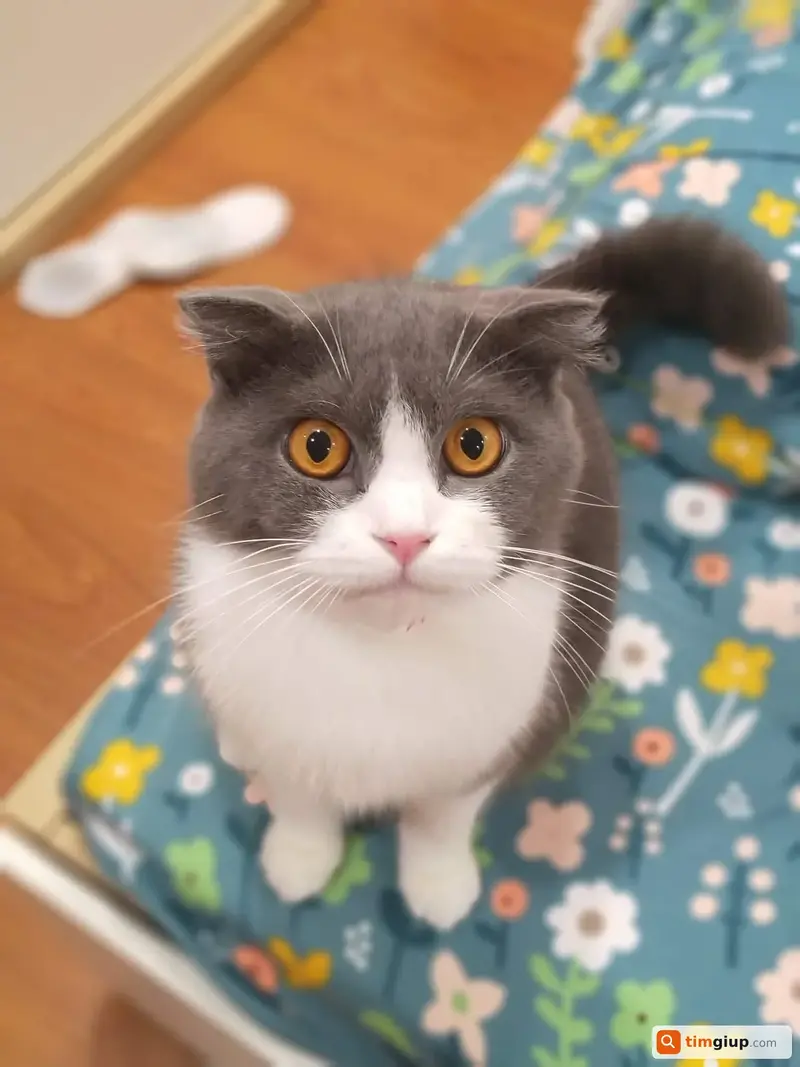 Tìm mèo Anh lông ngắn tên Sam lạc tại Thái Hà, Đống Đa, Hà Nội