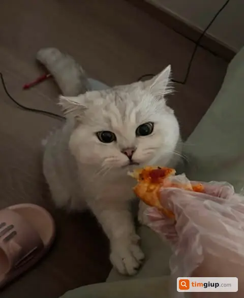 Ảnh 1