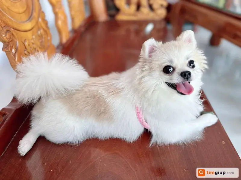 Tìm chú chó Phốc Sóc (Pom) tên Lucy thất lạc tại TP. Hồ Chí Minh