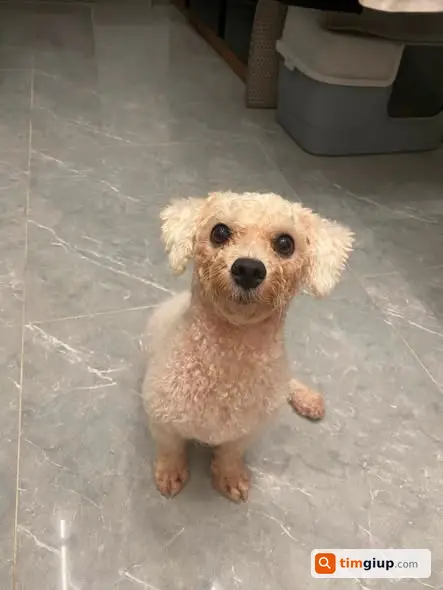 Nhặt Được Chó Poodle Lạc Tại Khu Geleximco C, Dương Nội