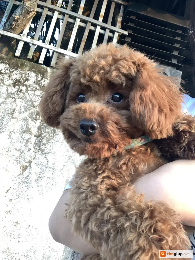 Tìm chuộc chó Poodle tên Sườn thất lạc tại Lâm Đồng