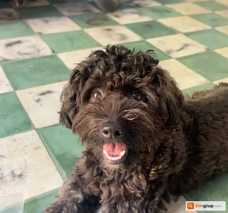 Tìm chó Poodle màu đen tên Moon bị lạc tại Quận 3, TP.HCM