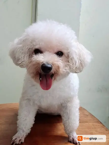 Tìm chó Poodle trắng lạc tại Pháo Đài Láng, Hà Nội