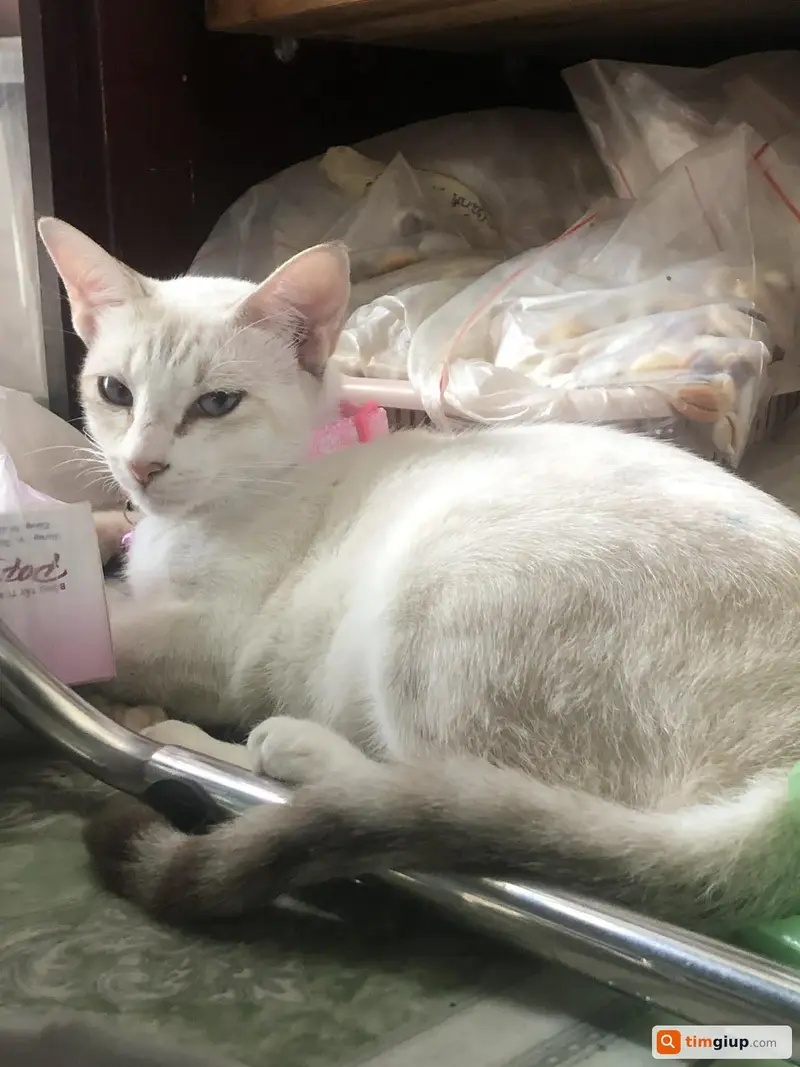 Tìm bé mèo trắng tên Tỏi thất lạc tại Gò Vấp, TP.HCM
