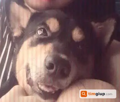Tìm Chó Đực Thất Lạc Đeo Vòng Cổ Vàng Tại Quận 7