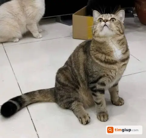 Tìm Mèo Beo Tabby Vằn Thất Lạc Tại Chợ Phạm Văn Hai