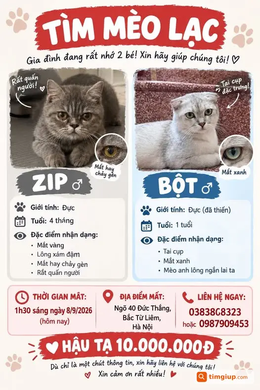 Hai Bé Mèo Mất Tích Tại Ngõ 40 Đức Thắng, Bắc Từ Liêm