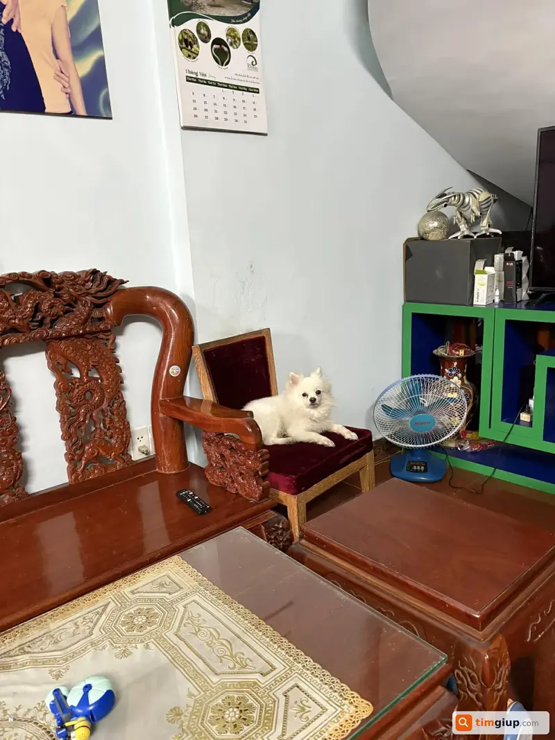 Tìm chú chó Phóc Sóc tên Tin thất lạc tại khu Tên Lửa, TP.HCM