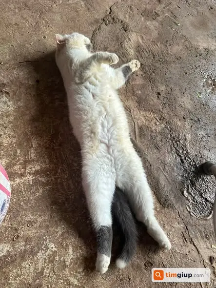 Ảnh 2