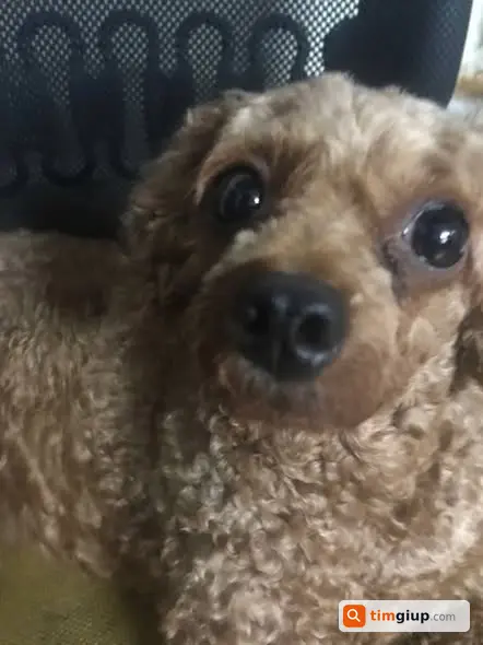 Tìm chó Poodle thất lạc tại ngõ 160 đường Hoàng Mai