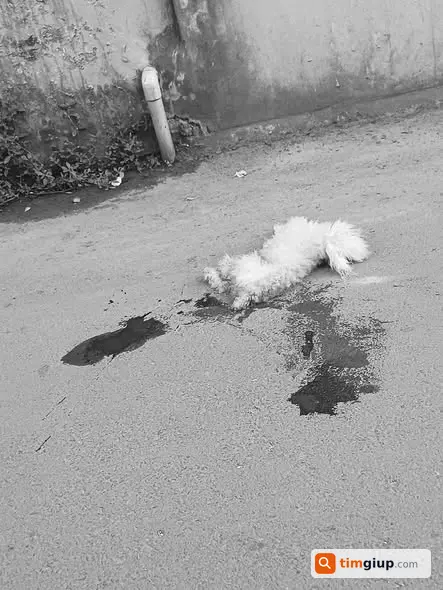 Tìm Chủ Chó Poodle Trắng Bị Tai Nạn Tại Chương Mỹ, Hà Nội