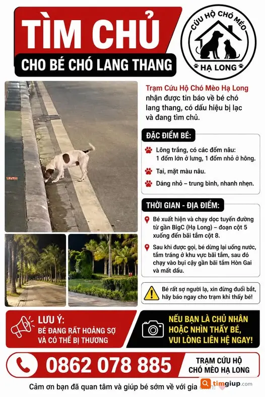 Tìm Chó Trắng Đốm Nâu Thất Lạc Tại Bãi Tắm Hòn Gai