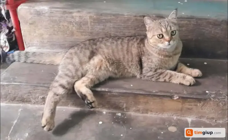 Tìm mèo Anh lông ngắn tên Chun thất lạc tại Đà Lạt