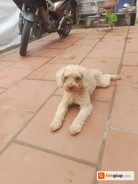 Tìm Chó Poodle Tên Cam Thất Lạc Gần Nhà Thờ Ngọc Mạch