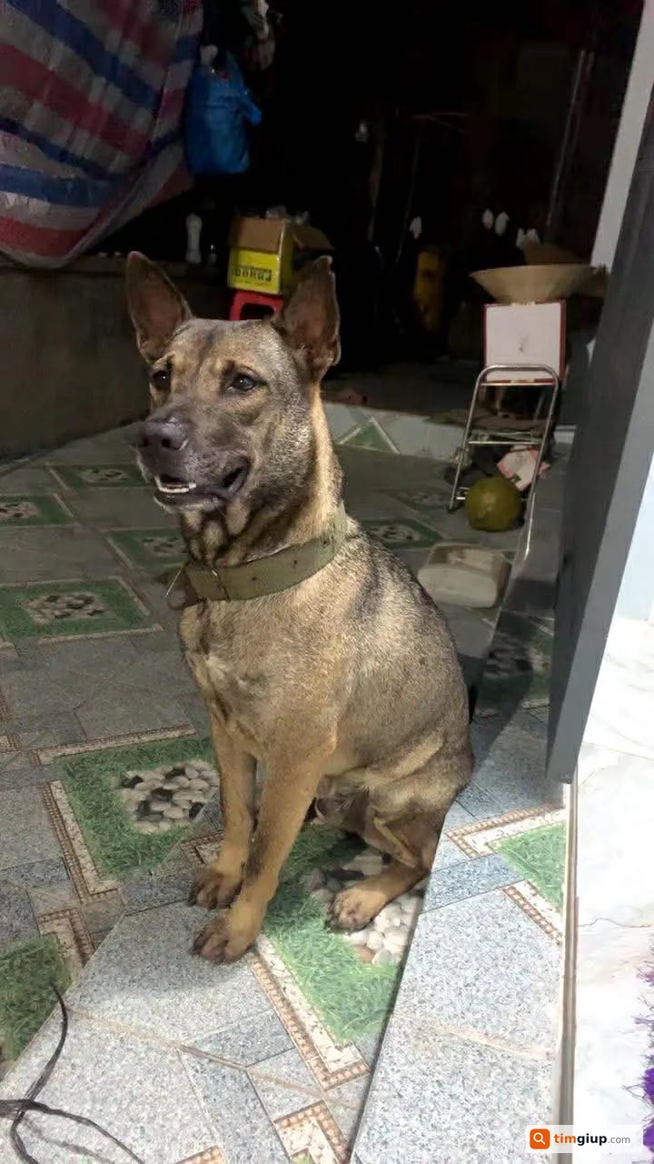 Tìm chó lạc tên Tun tại Vĩnh Hòa, Phú Giáo, Bình Dương