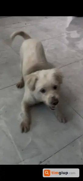 Tìm chó trắng cạo lông lạc tại Phú Mỹ Hưng, Quận 7