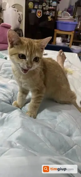 Ảnh 2
