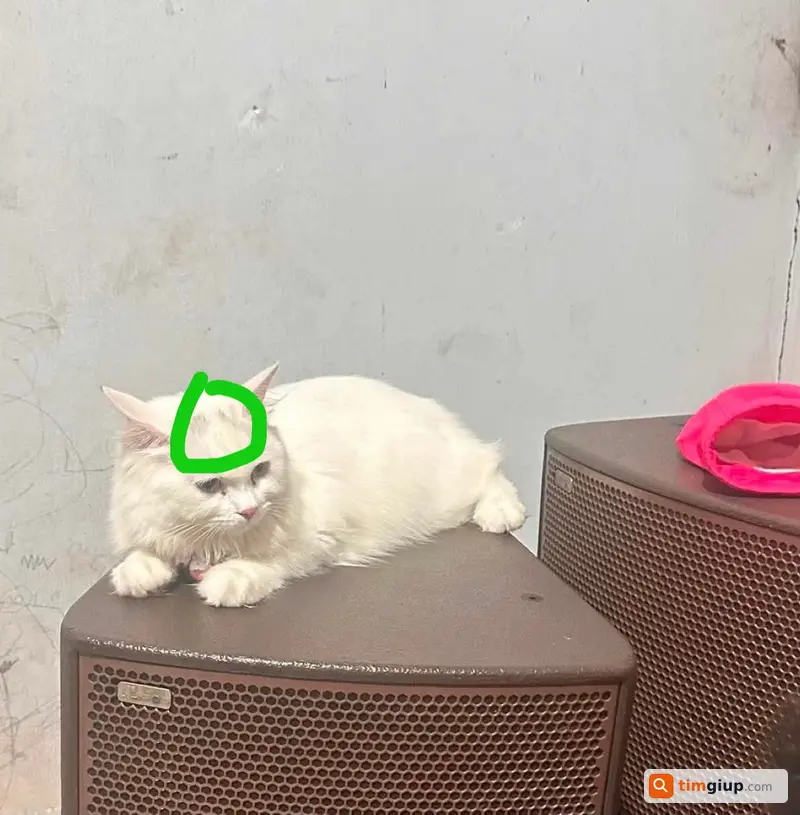 Ảnh 2