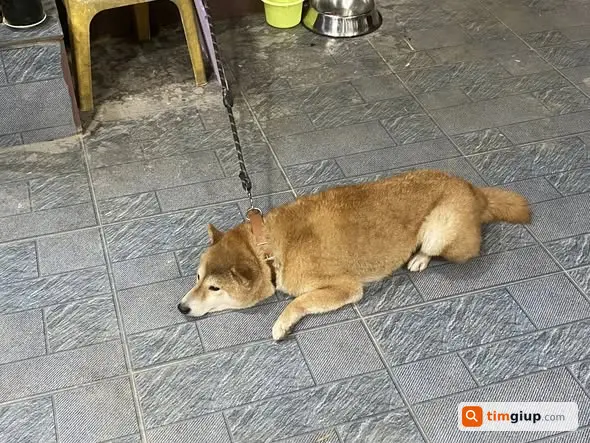 Tìm chó Shiba lai màu nâu vàng lạc tại Ái Mộ Long Biên