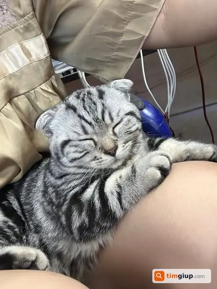 Tìm thú cưng thất lạc gần nhà máy bê tông Thủy Xuân Tiên, Chương Mỹ