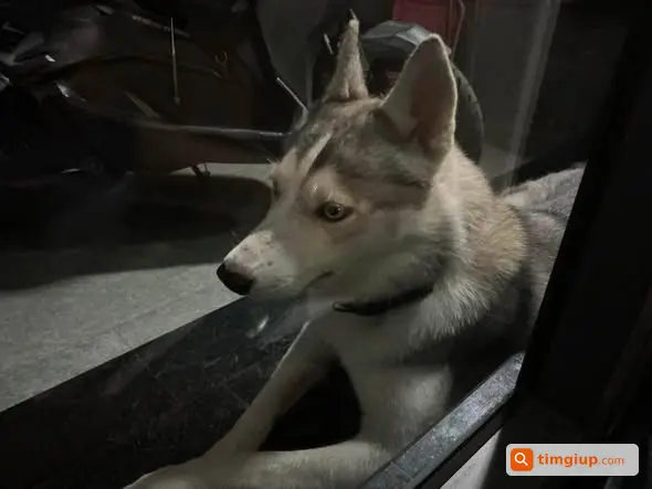 Tìm Chó Husky Mochi Thất Lạc Tại Đường Ụ Ghe, Thủ Đức