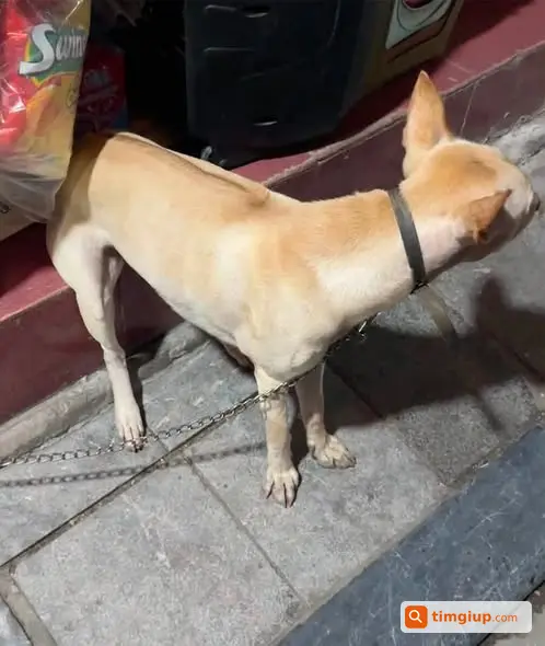 Chó Lai Phú Quốc Tên Kem Thất Lạc Ở Ô Chợ Dừa, Hà Nội